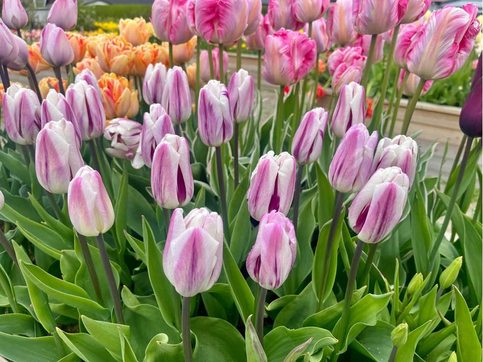 Tulpan 'Flaming Flag'